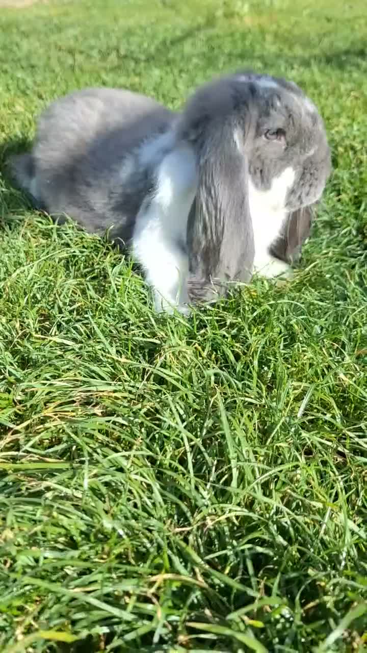 French Lop rabbits for sale: Giant French Lop Buck - Video 1