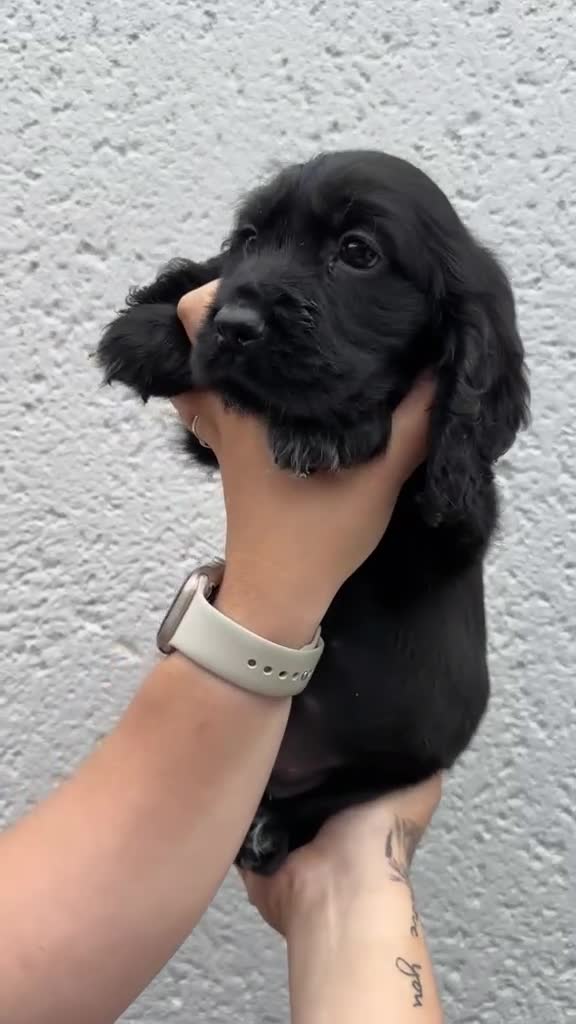Cocker Spaniel dogs for sale: Cocker spaniel puppies - Video 4