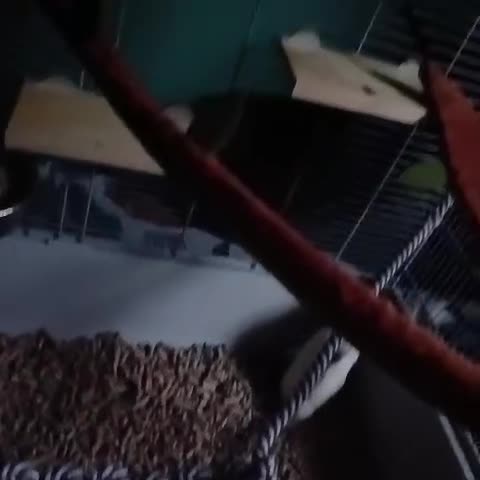 Rat rodents for sale: X2 Male Rats & Accessories  - Video 2