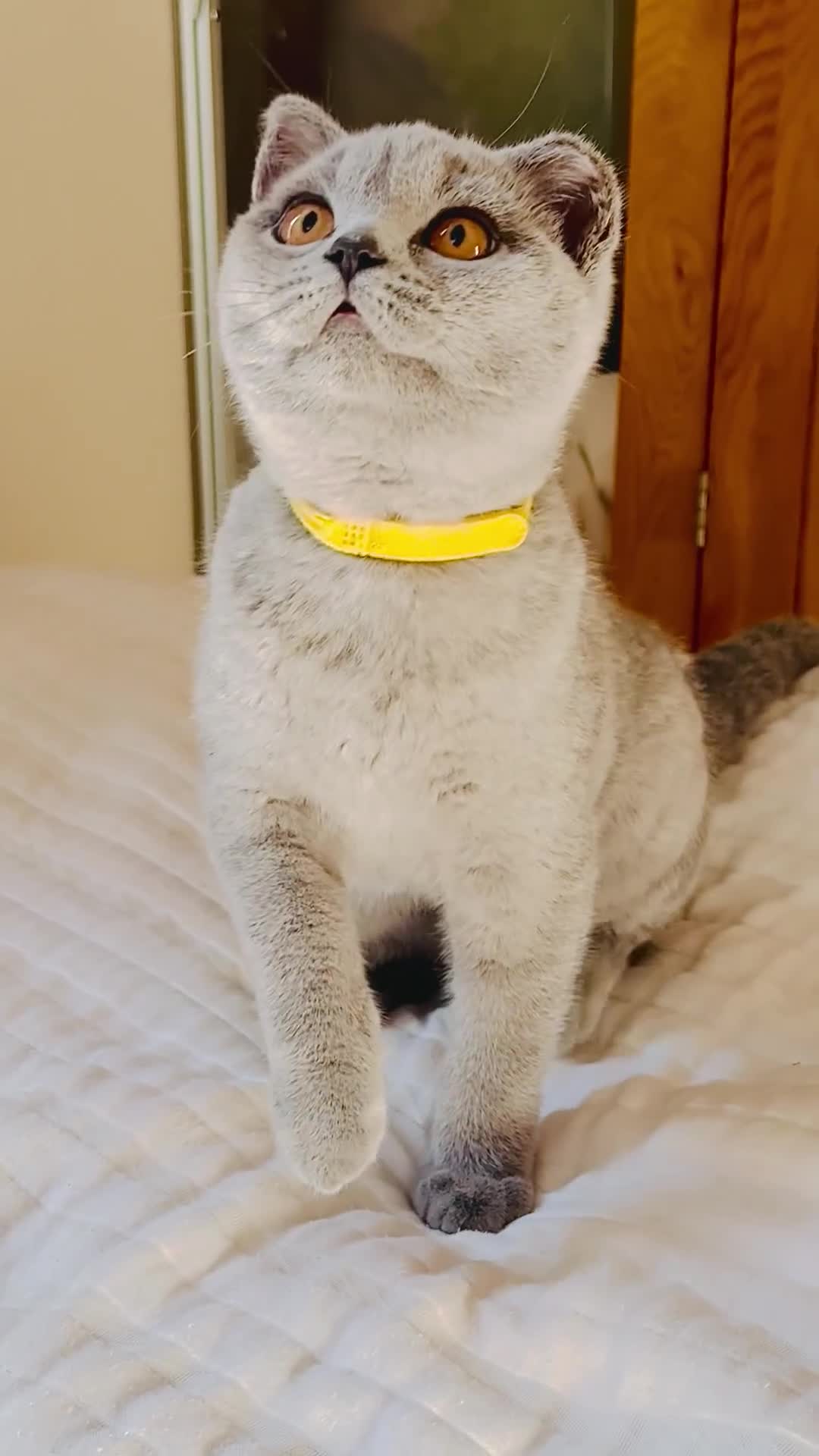 British Shorthair cats for sale: BSH GCCF Kitten for sale  - Video 1