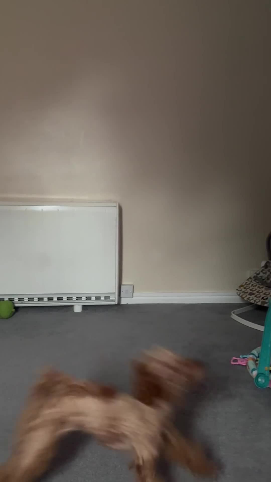 Miniature Poodle dogs for sale: Clover  - Video 1