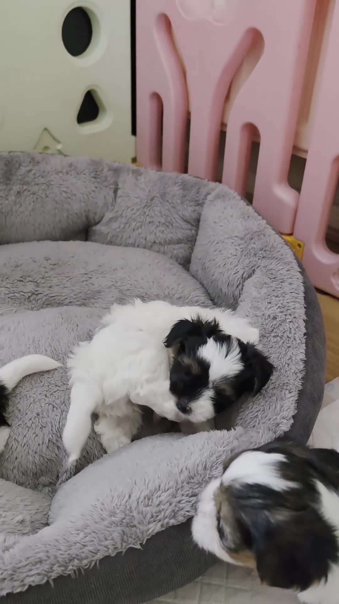 Biewer Terrier dogs for sale: READY TO GO Girl  Beautiful Biewer Terriers - Video 2