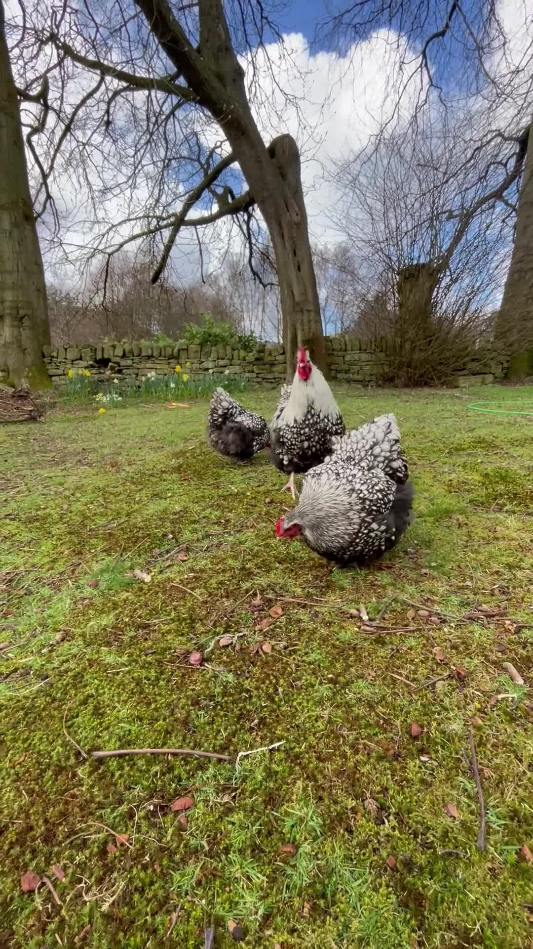 Chickens poultry for sale: 🩶🧡Buff Orpington & Silver Laced chicks 🧡🩶 - Video 1