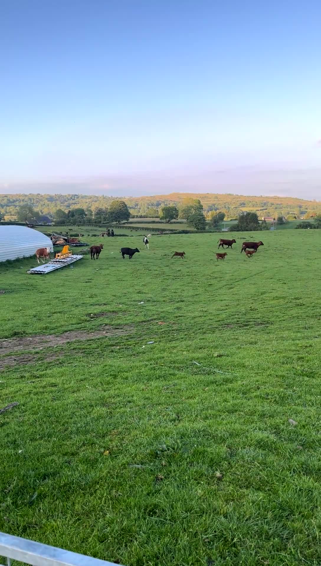Irish Sports horses for sale: CHARLIE  - Video 1