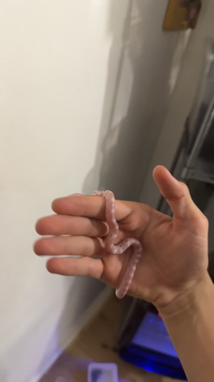Corn Snake reptiles for sale: Corn snakes  in London - Video 2