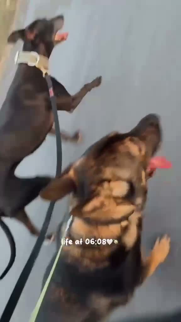 German Shepherd dogs for sale: Barney 2 year old German shepherd male  in Hyde - Video 2