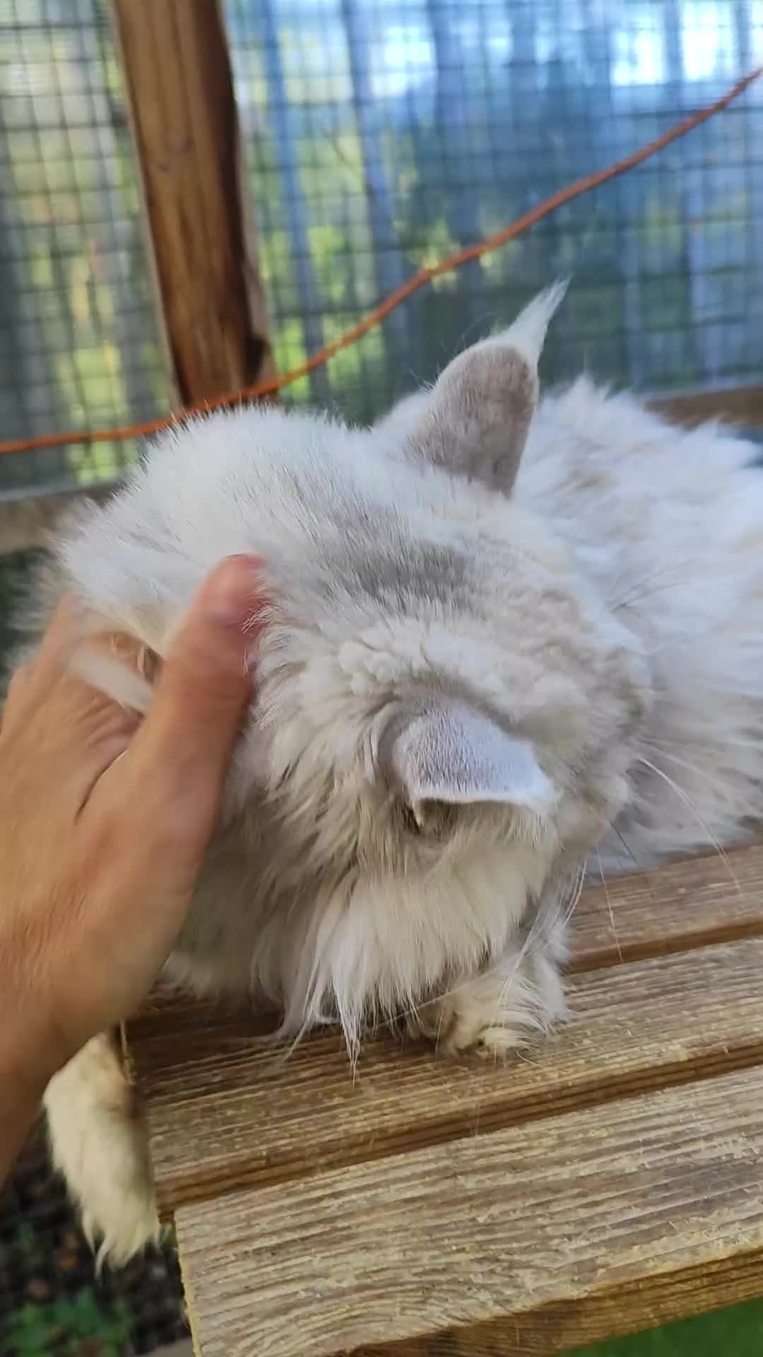 Maine Coon cats for sale: Neutered shaded Princess  - Video 2