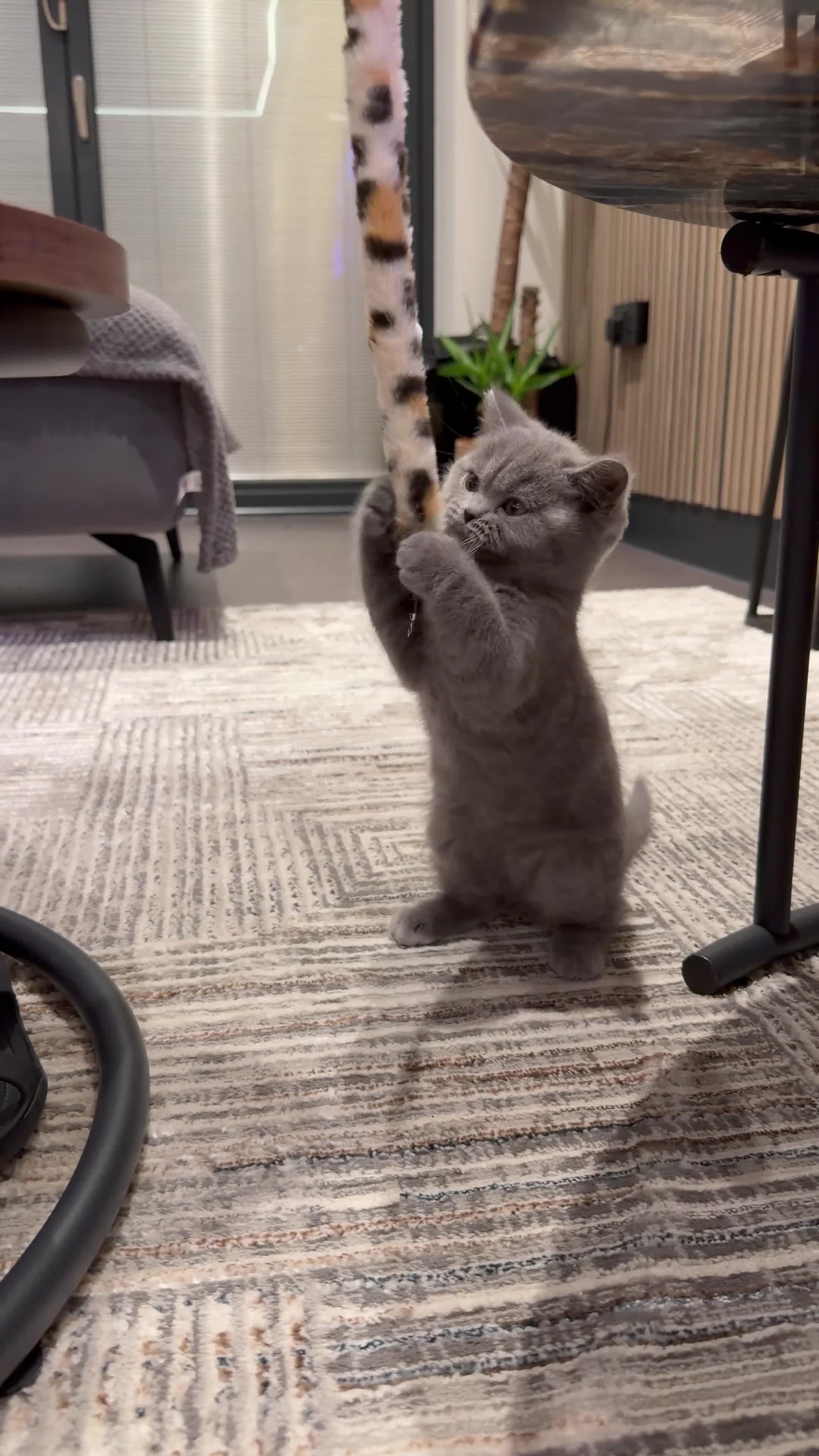 British Shorthair cats for sale: Perfect,Adorable,Playful,British Short Hair Kitten - Video 2