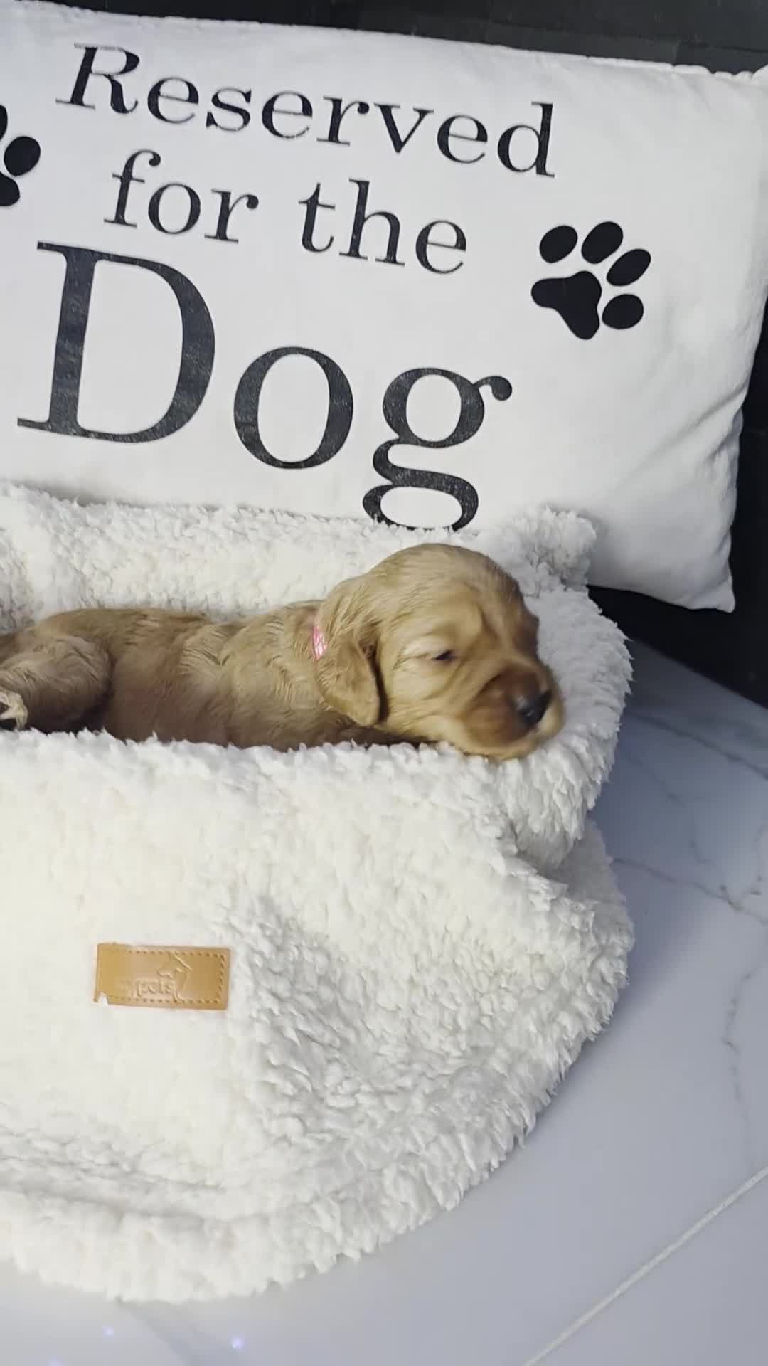 Cockapoo dogs for sale: Adorable f2 cockapoo  in Swadlincote - Video 1