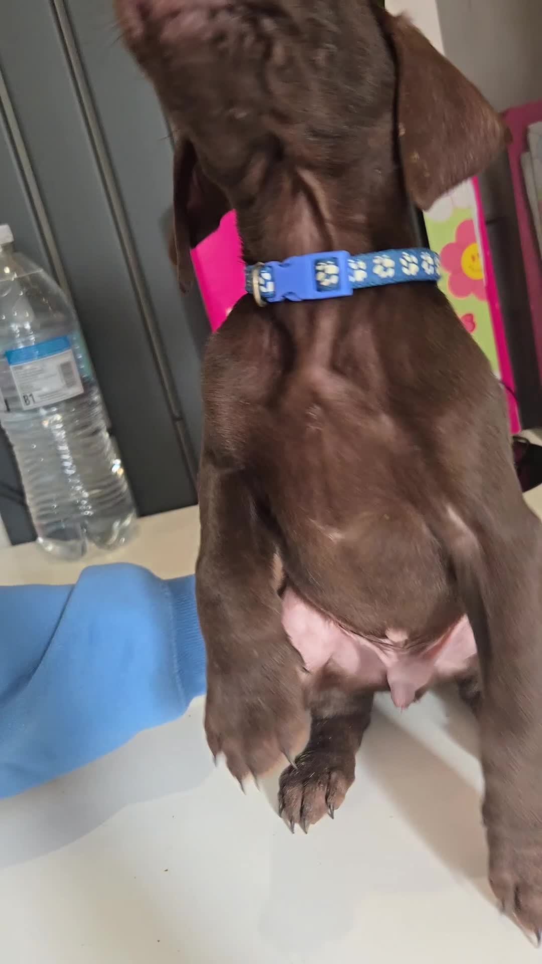 Mixed Breed dogs for sale: Doberman x Weimaraner Cross - Video 3