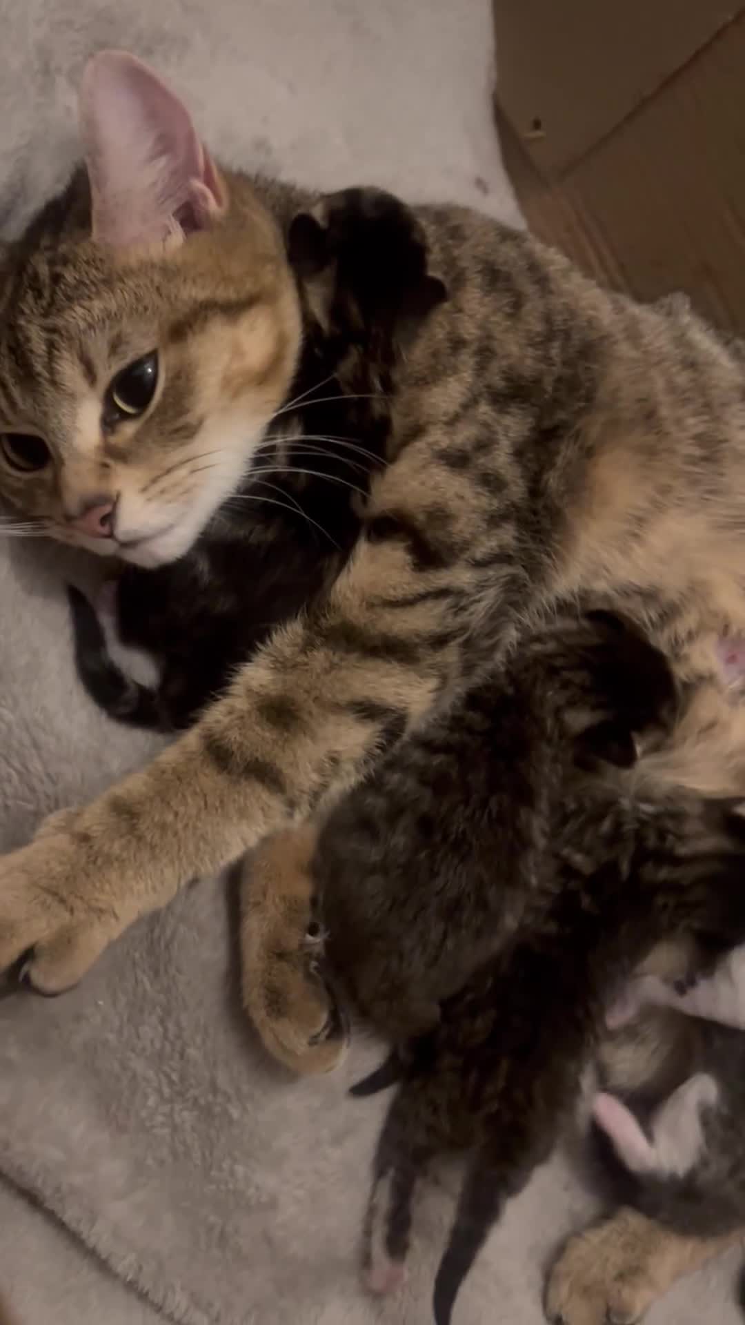 Mixed Breed cats for sale: Mixed Bengal Beautiful Kittens  - Video 1