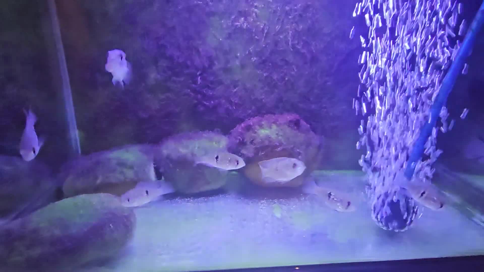 Cichlids fish for sale: Blue acara  - Video 1