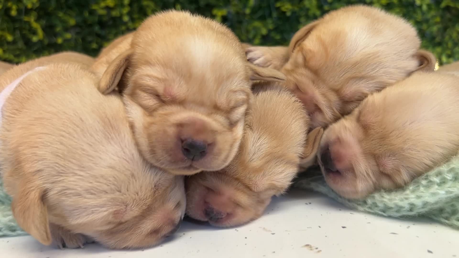 Labrador Retriever dogs for sale: Health-Tested Labrador Pups | 5-Star Breeder - Video 3