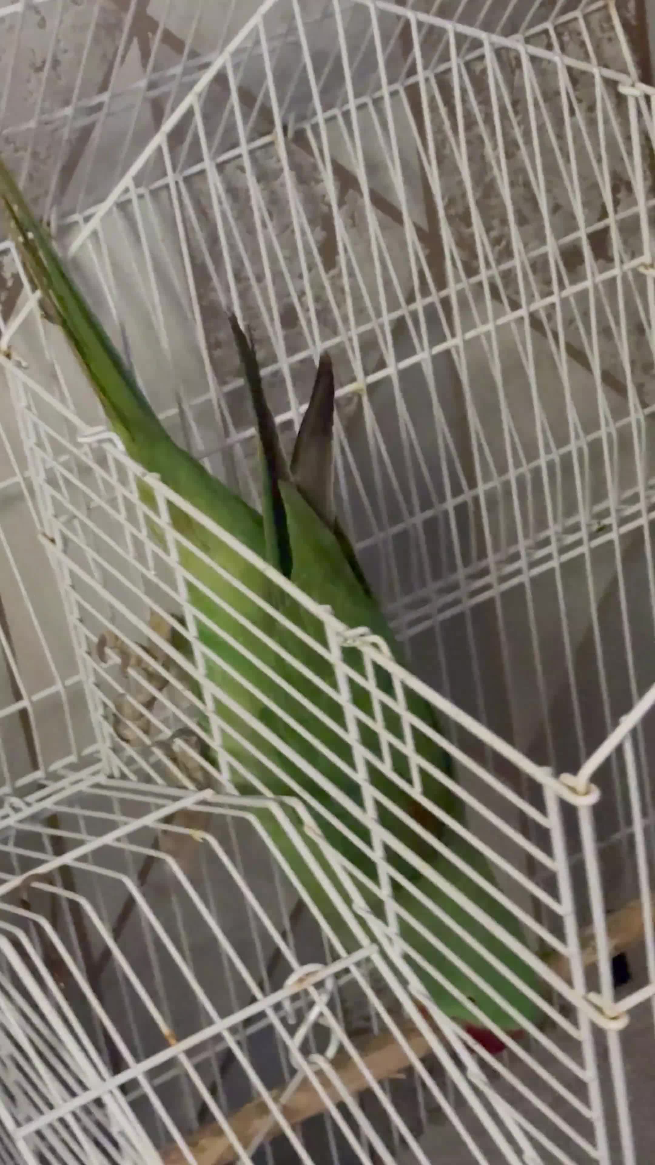 Parrots birds for sale: Alexander parrot in Leicester - Video 1