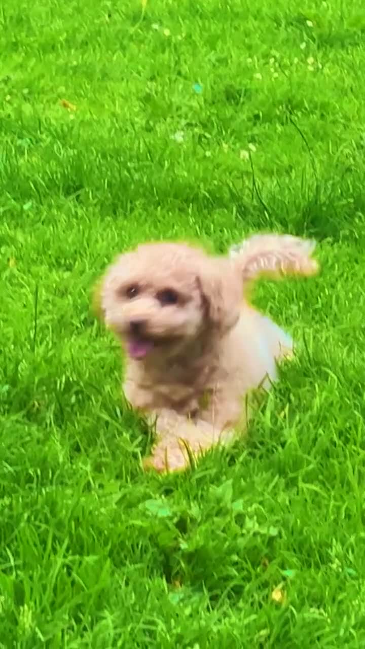 Toy Poodle dogs for sale: Toy pudle in London - Video 1