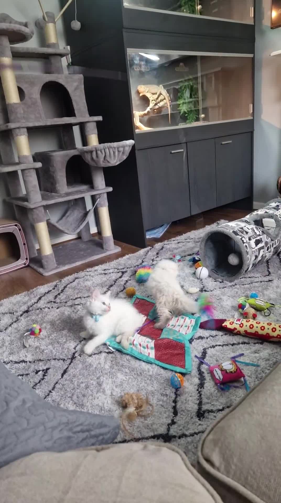 Ragdoll cats for sale: Beautiful Ragdoll Kitten  - Video 3