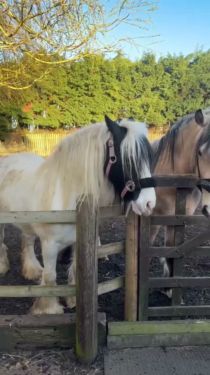 Irish Cob horses for sale: Beautiful poppet - Video 2
