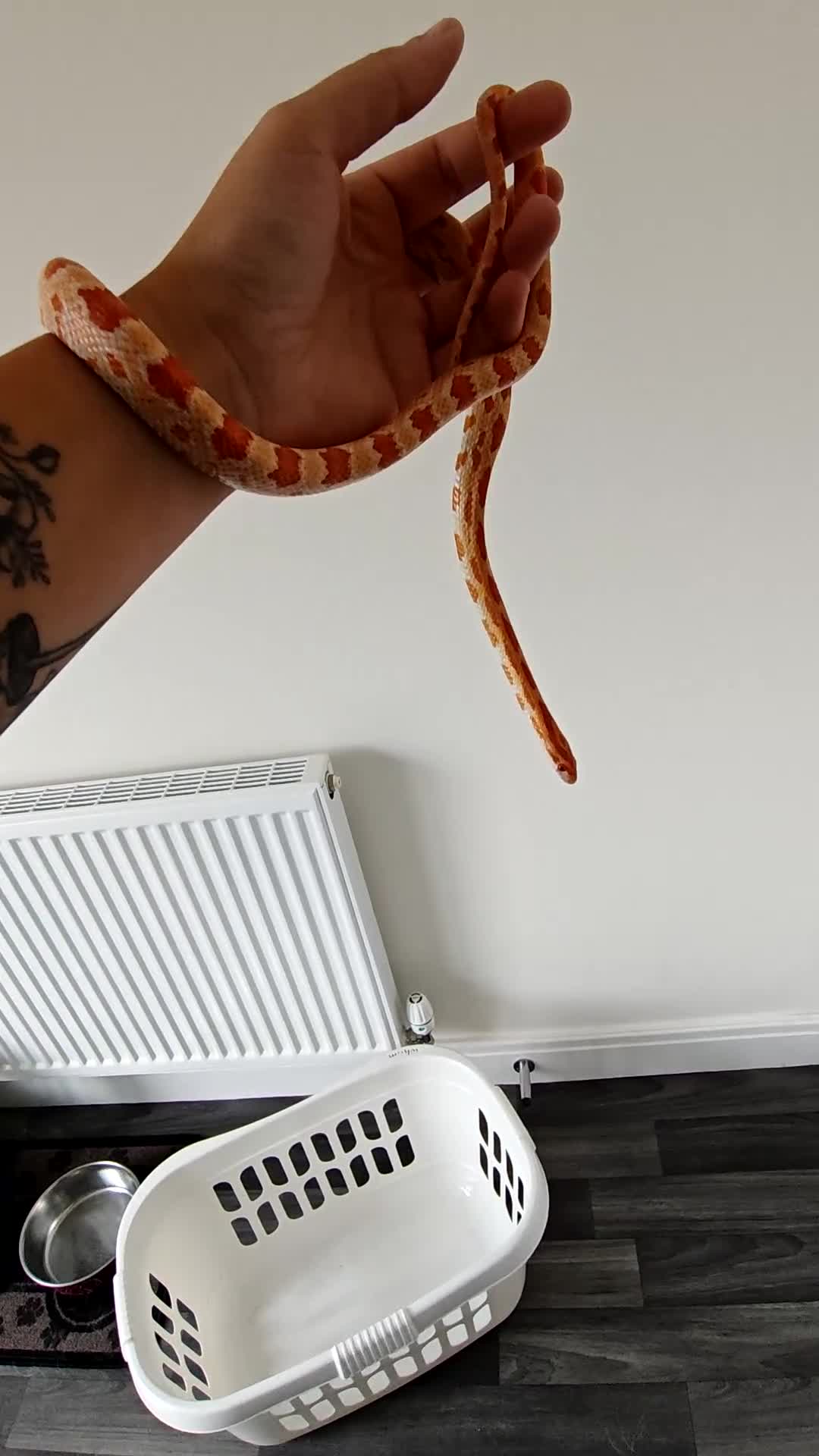 Corn Snake reptiles for sale: Amel corn snake - Video 1