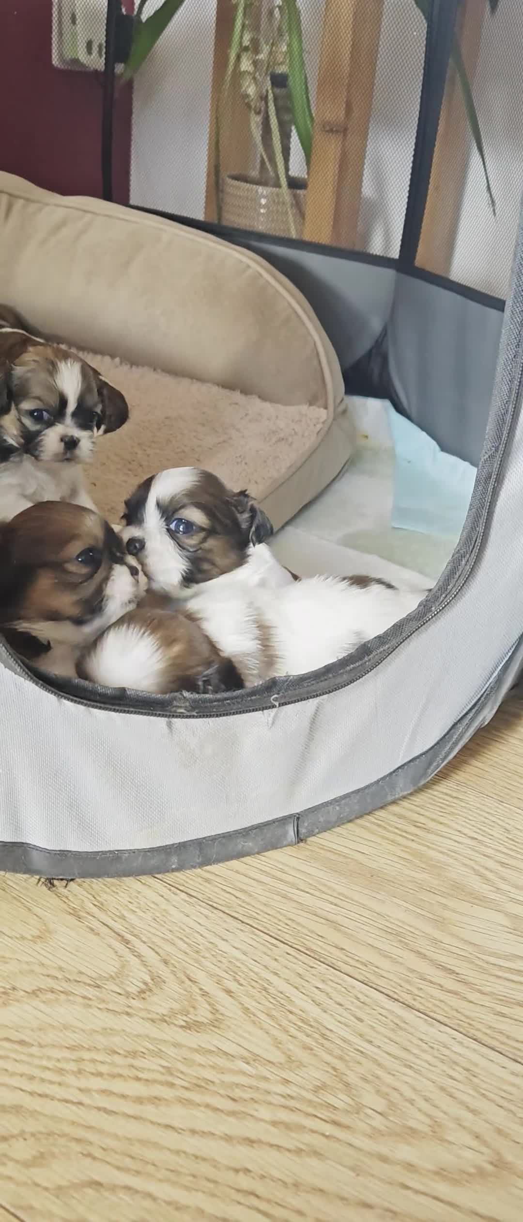 Shih Tzu dogs for sale: 💕 Adorable pure bred Shih Tzu puppies 💖  - Video 2