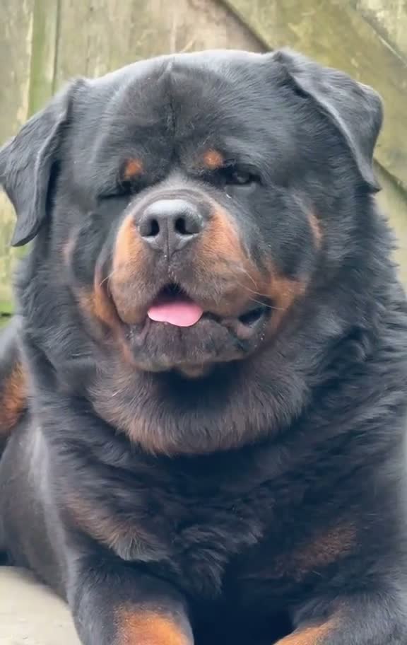 Rottweiler dogs for sale: Top quality kc reg Rottweiler pups german/serbian - Video 1