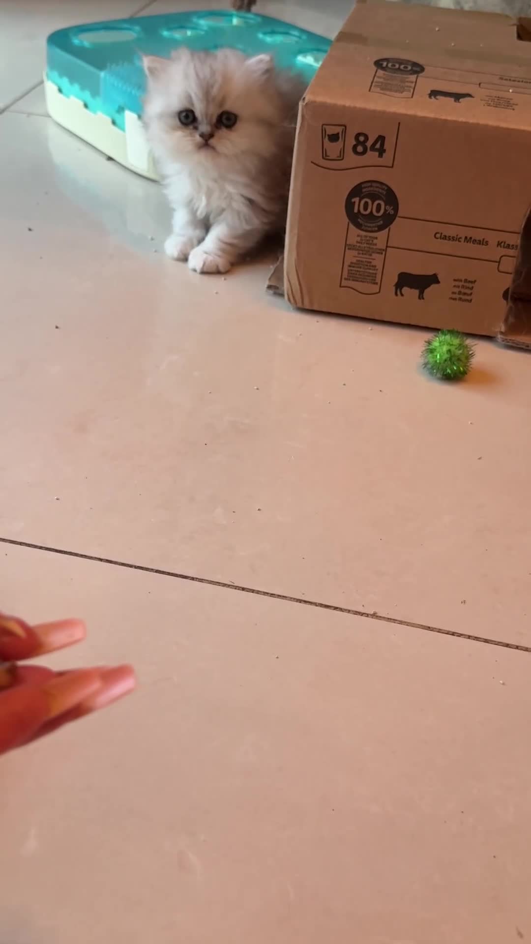 Persian cats for sale: 🐾 TWO BEAUTIFUL PERSIAN KITTENS AVAILABLE 🐾 - Video 4