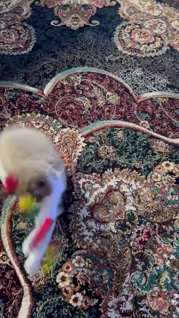 Ragdoll cats for sale:  Tica registered full pedigree ragdolls - Video 4