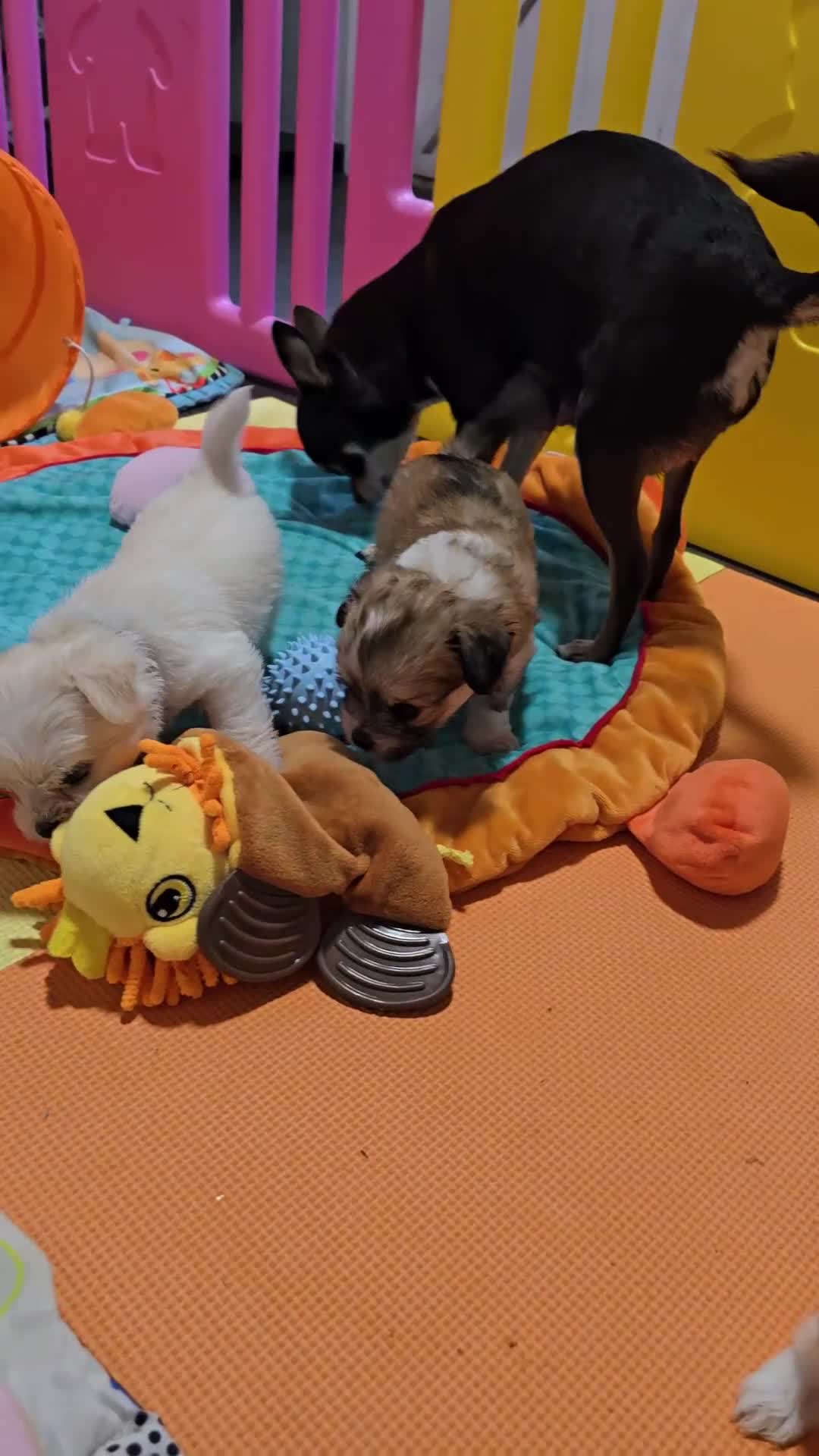 Mixed Breed dogs for sale: F1 Malchi puppys from health tested parents  - Video 1