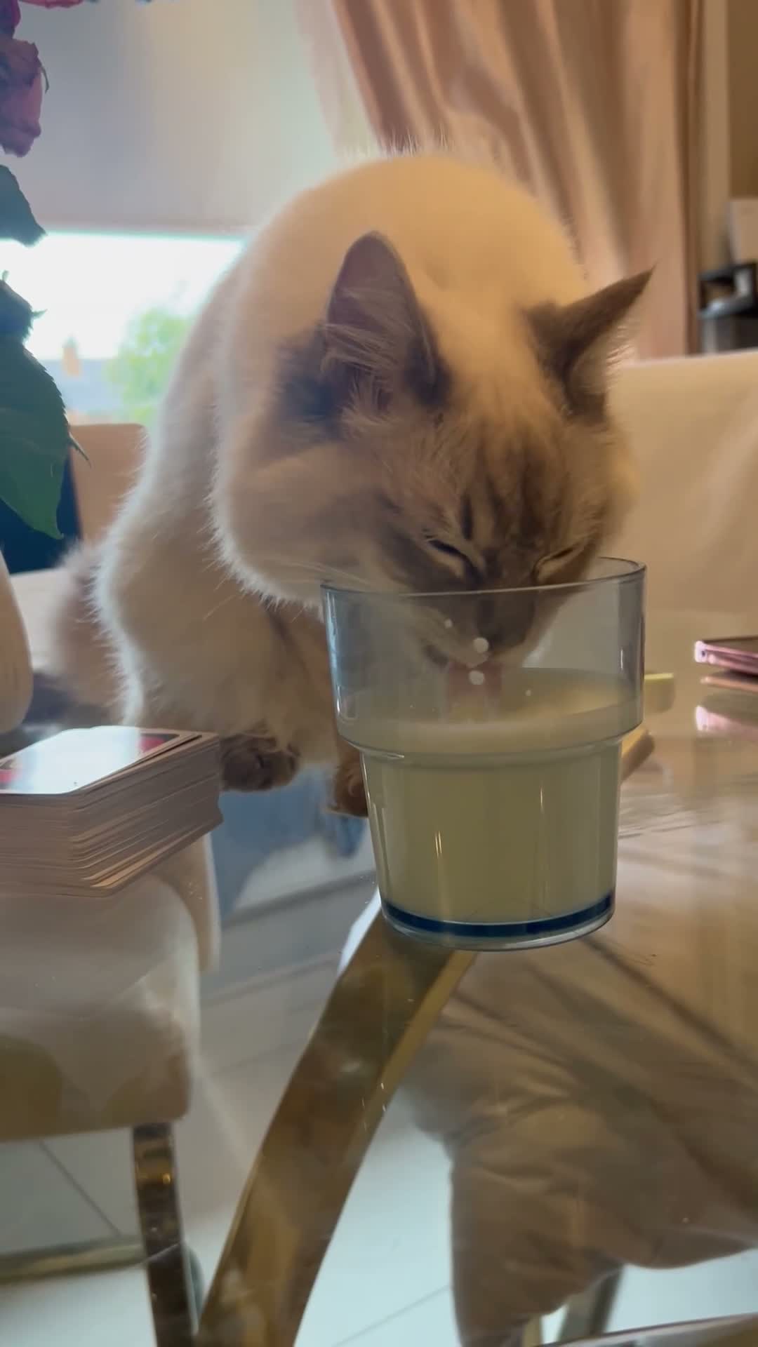 Ragdoll cats for sale: Lady the ragdoll  - Video 3