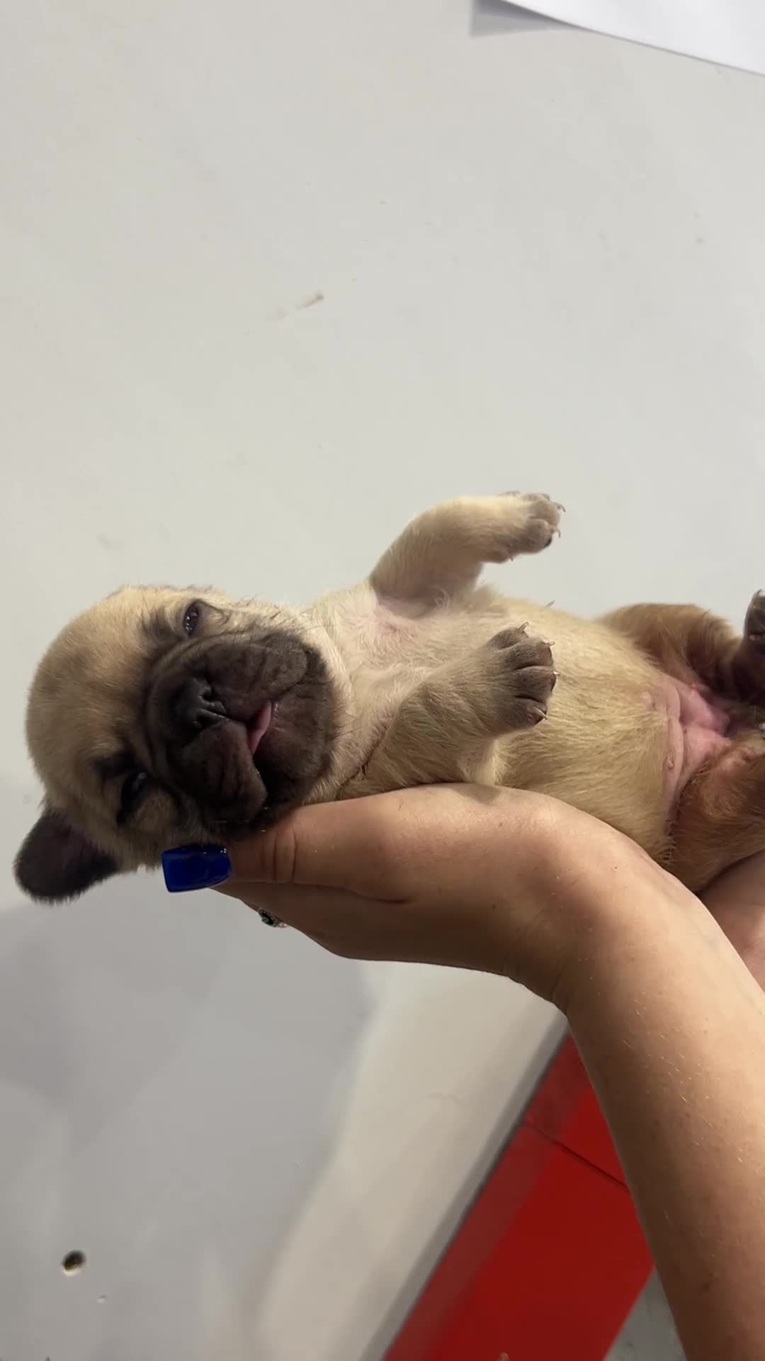 French Bulldog dogs for sale: Fluffy French bulldog puppies  - Video 2