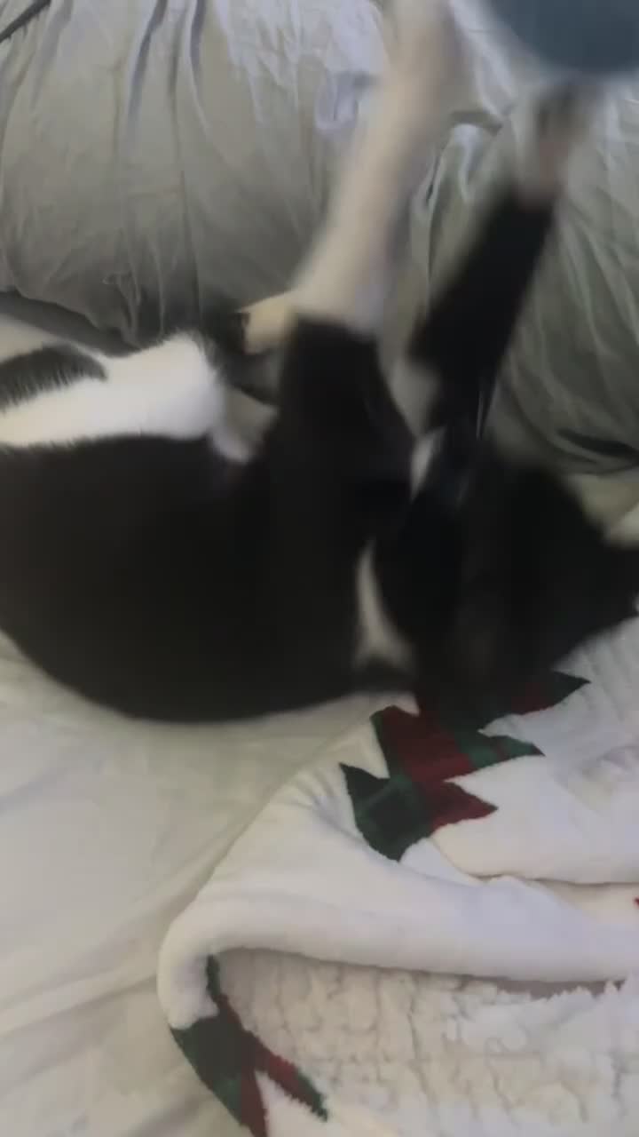 Mixed Breed cats for sale: Black n white kitten  - Video 3