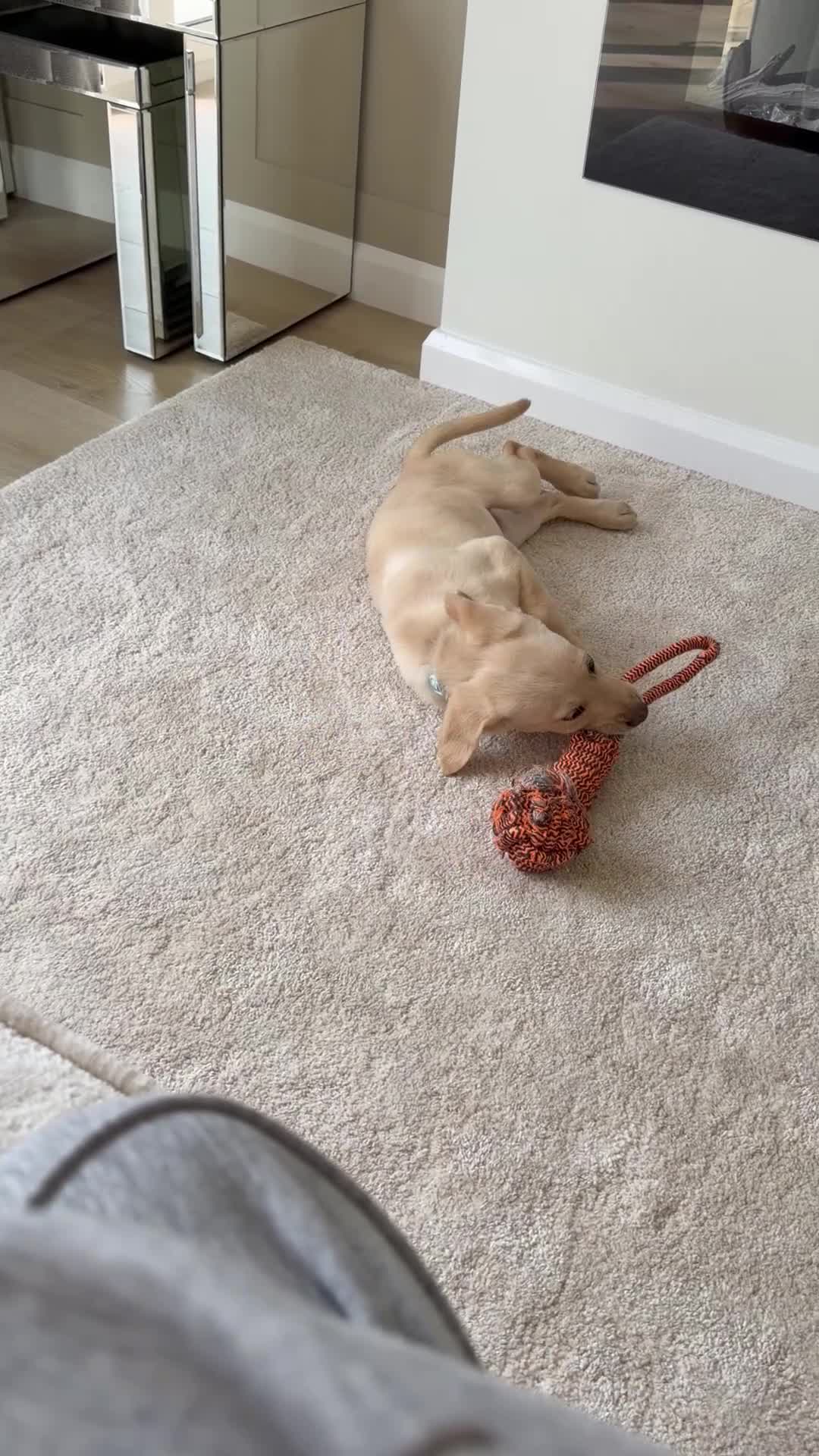 Labrador Retriever dogs for sale: 12 week Labrador retriever golden  - Video 1