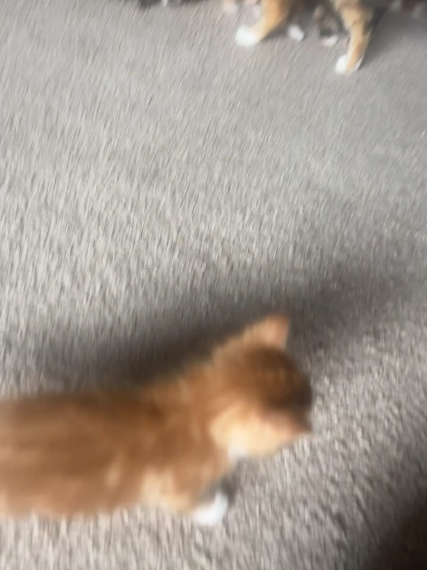 Mixed Breed cats for sale: 2male, 2 female kittens - Video 1