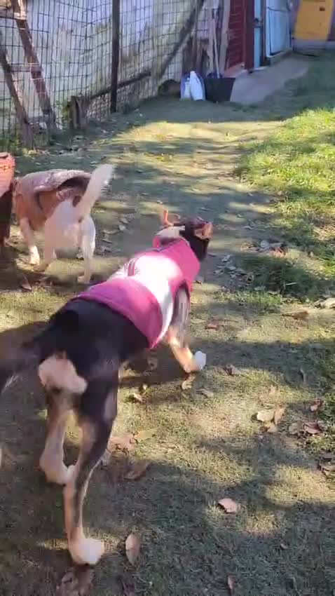 Mixed Breed dogs for adoption: STORM - Video 3