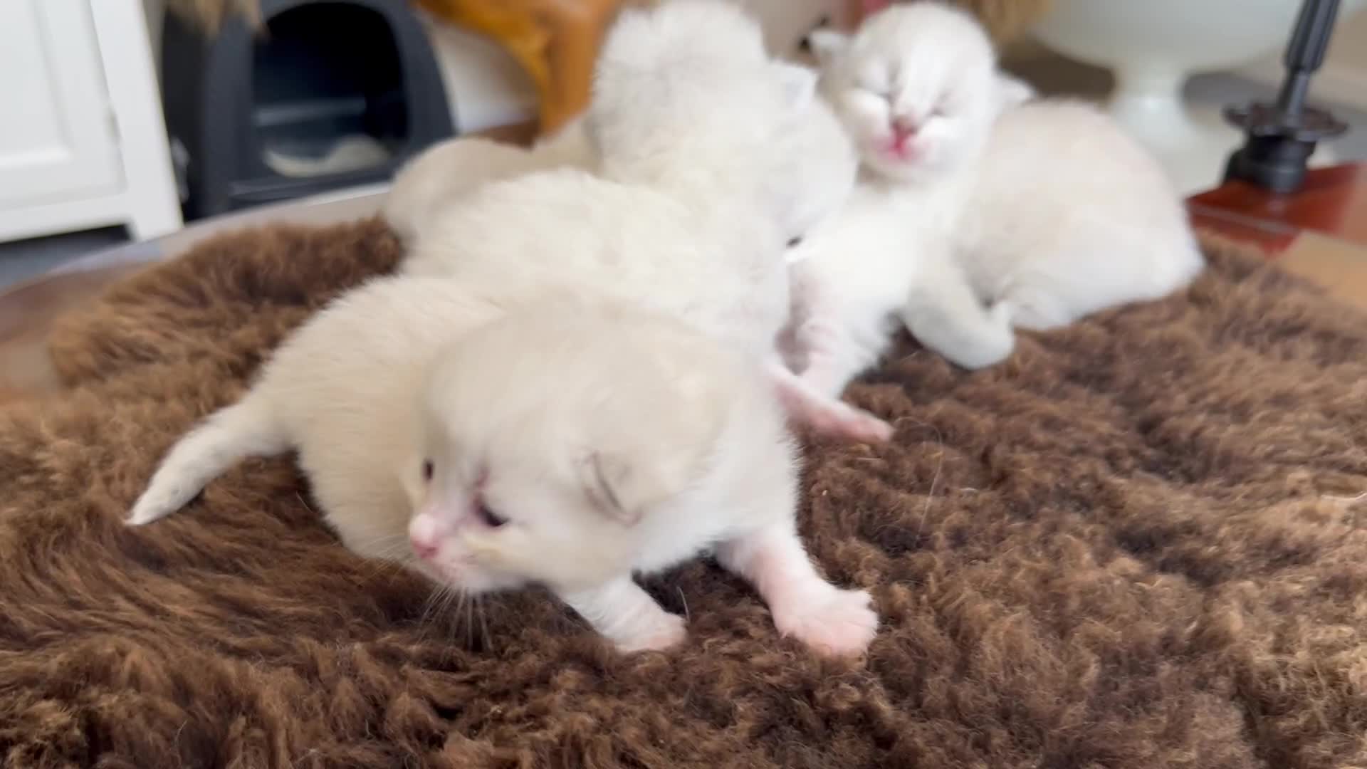 Siberian cats for sale: Gorgeous Siberian Kittens  - Video 1