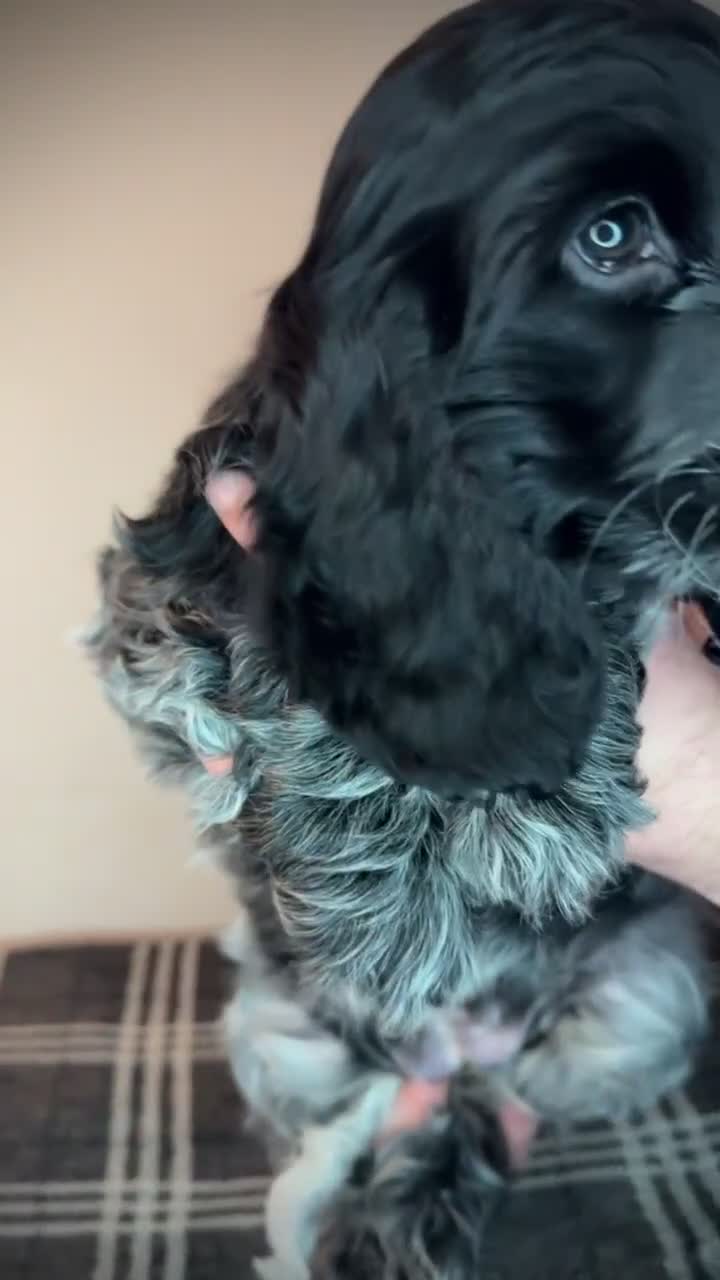Cocker Spaniel dogs for sale: Poppy The Pedigree, KC REG, Show Cocker Spaniel - Video 1