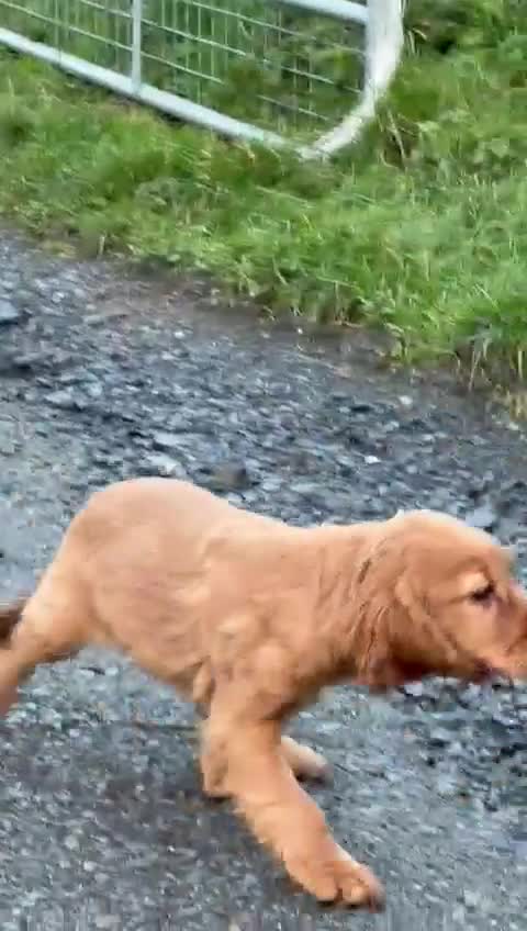 Cocker Spaniel dogs for sale: Cocker spaniel pups - Video 1