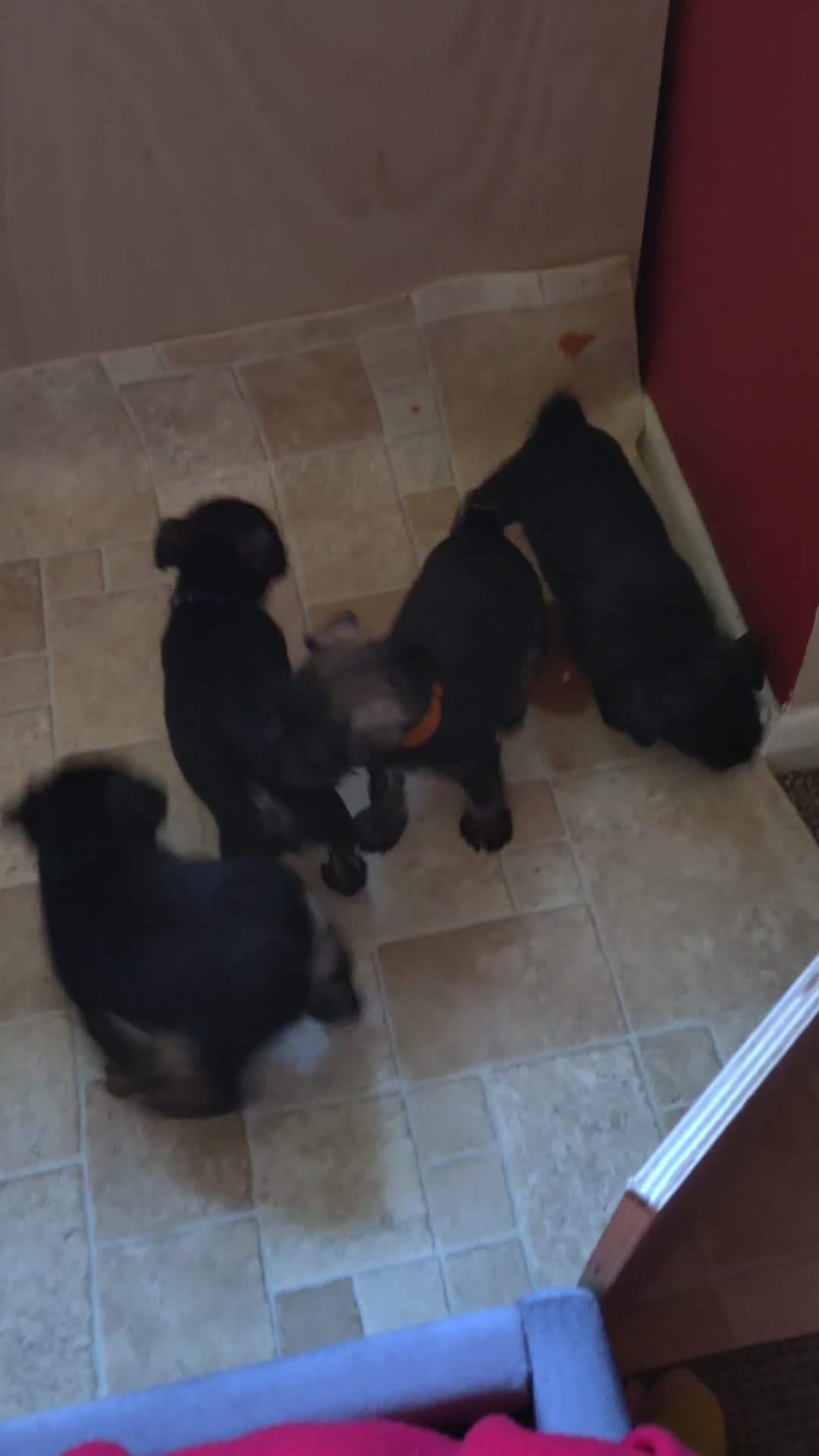 Miniature Schnauzer dogs for sale: 6 Miniature Schnauzer puppies - Video 3