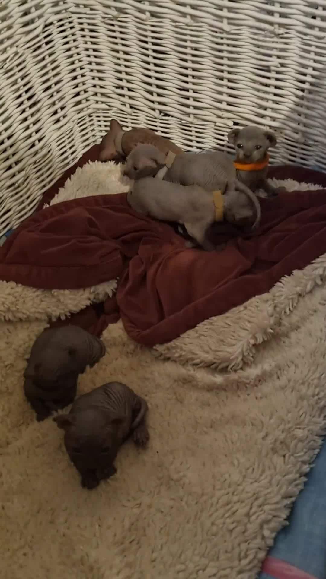 Sphynx cats for sale: Canadian Sphynx6New born kittens5 still available  - Video 1