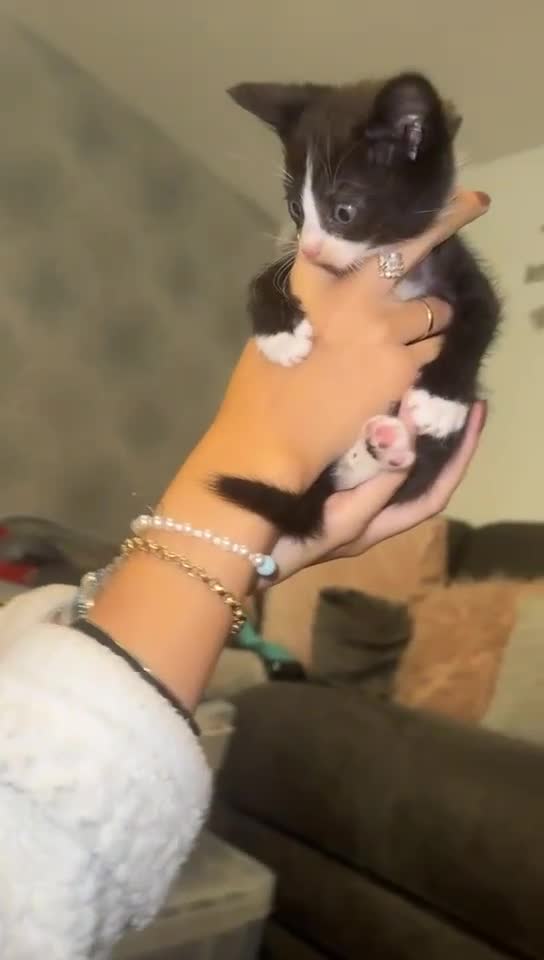 Mixed Breed cats for sale: 2 Black Kitten available 1 black and white  - Video 3