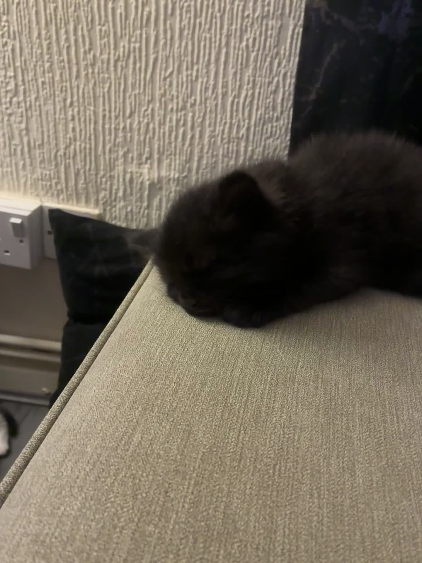 Turkish Angora cats for sale: Turkish angora male  - Video 1