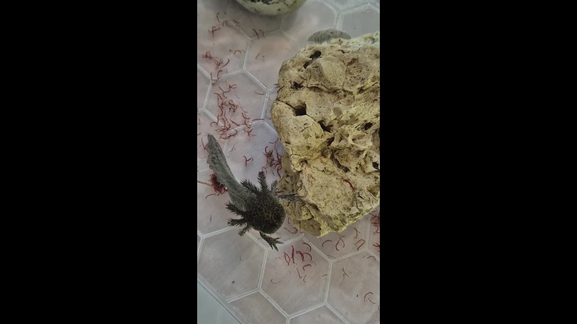 Axolotl reptiles for sale: Axolotls - Video 2