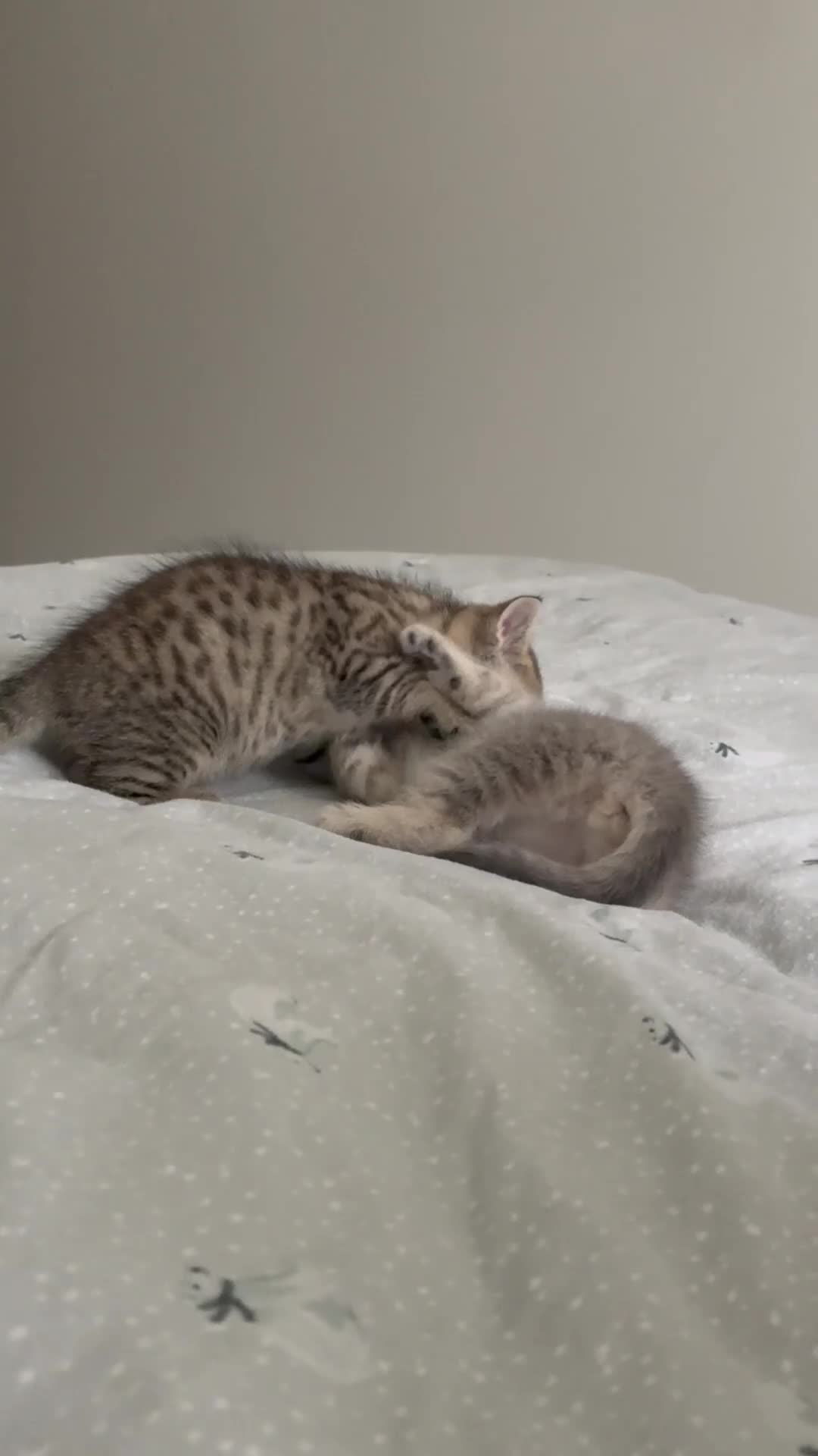 Scottish Fold cats for sale: Scottish fold kittens for sale - Video 1