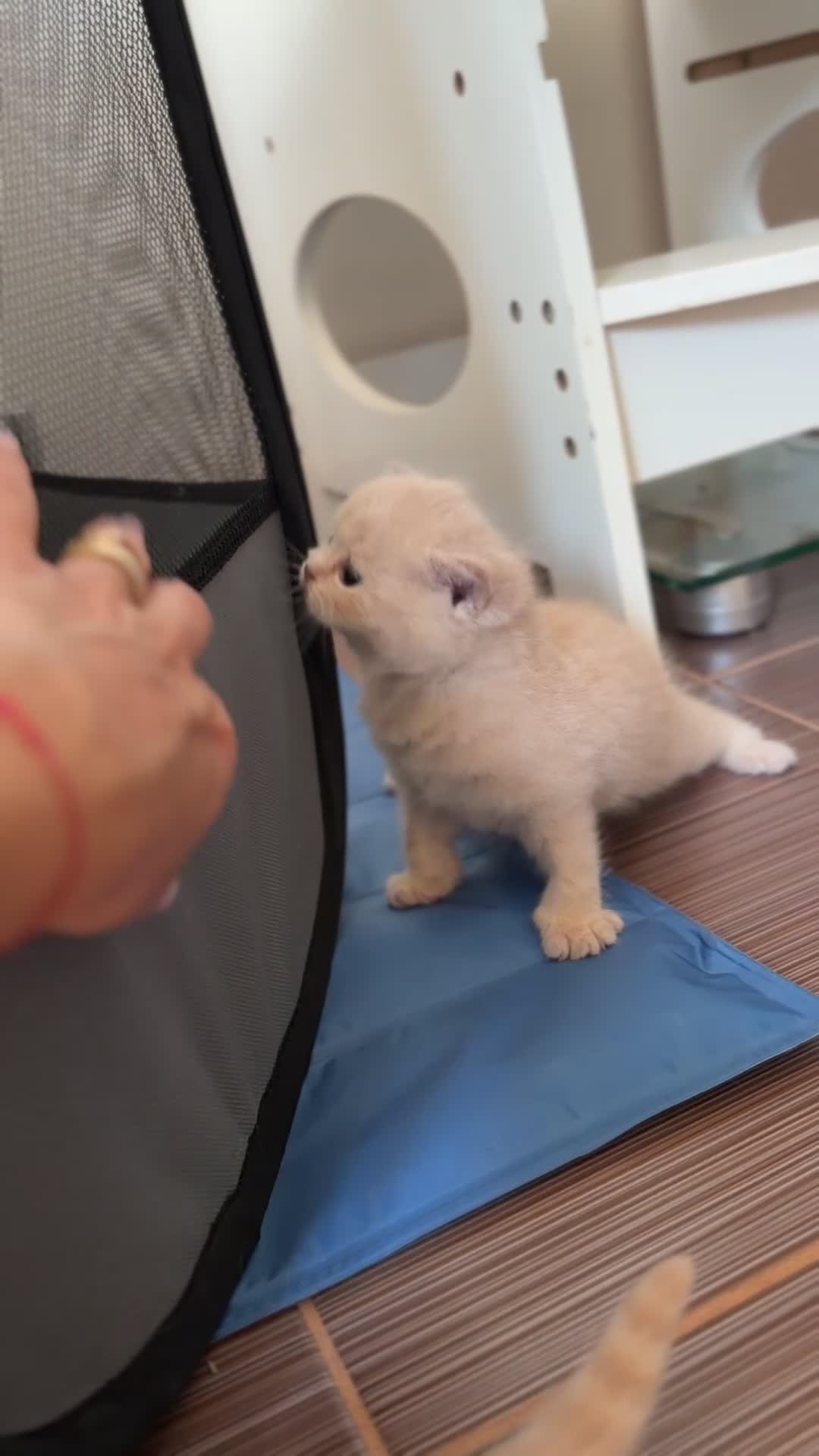 Scottish Fold cats for sale: Scottish fold kittens 🐾 - Video 1