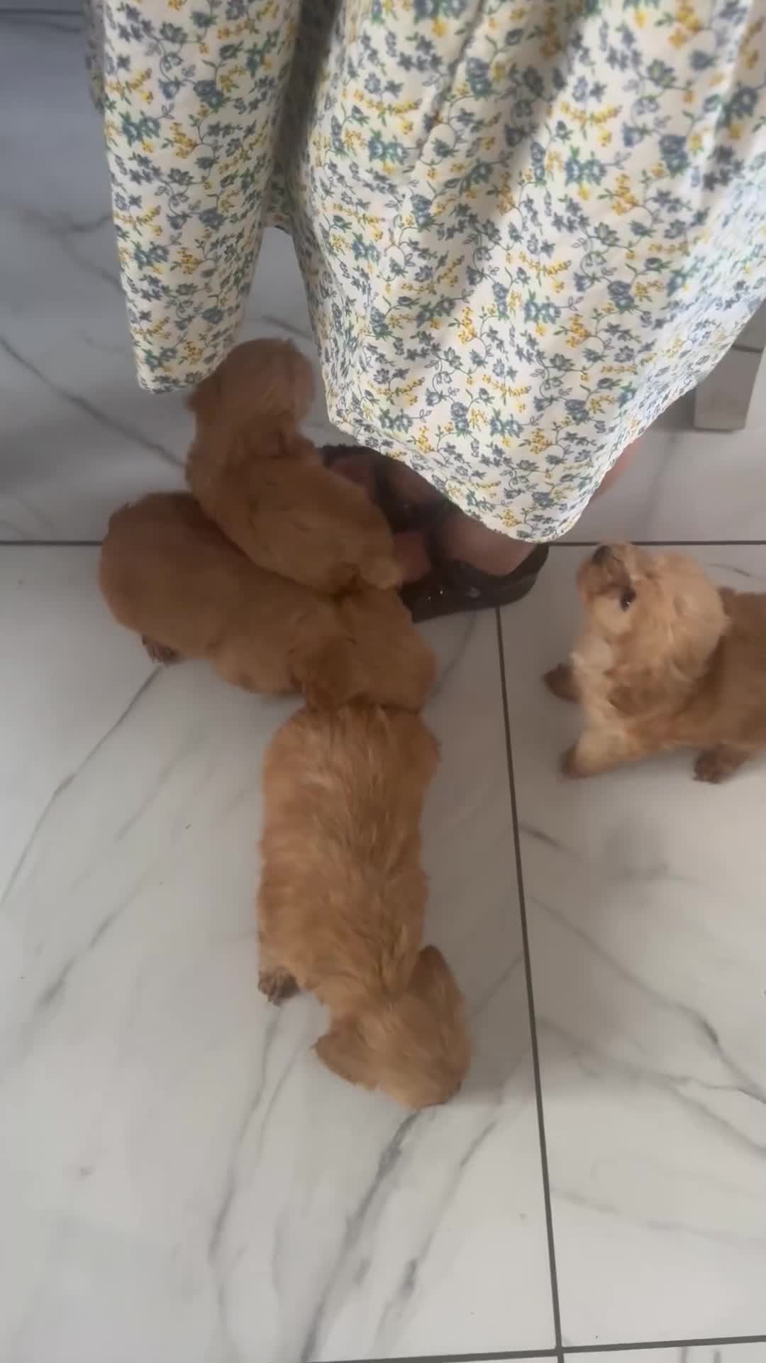 Maltipoo dogs for sale: Multipoo  in Newbury - Video 1