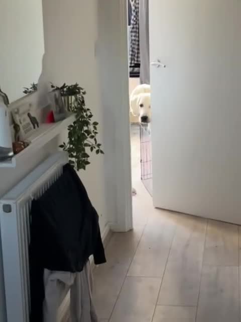 Golden Retriever dogs for sale: 2 Male golden retrievers for rehoming - Video 1