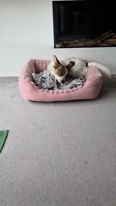 Mixed Breed dogs for adoption: 🐾🤍🤎 JESSY – LITTLE DOG, LOTS OF LOVE 🤎🤍🐾 in Wigan - Video 5