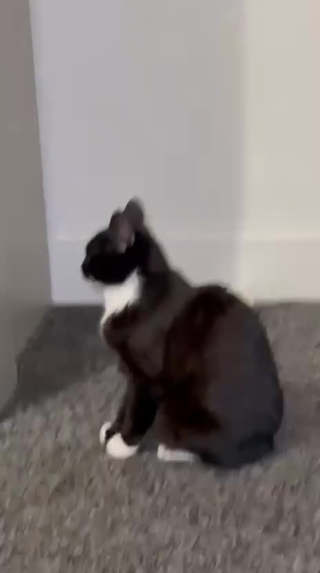 Mixed Breed cats for adoption: Young and friendly rescue, luna needs new home - Video 1