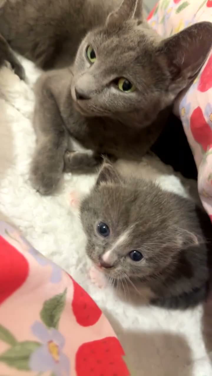 Russian Blue cats for sale: Russian blue x Tabby cats  in Manchester - Video 3