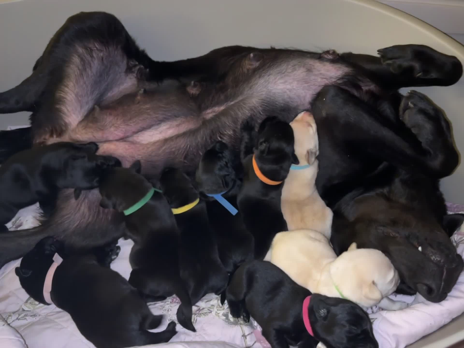 Labrador Retriever dogs for sale: 9 Beautiful Labrador Puppies For Sale  - Video 4