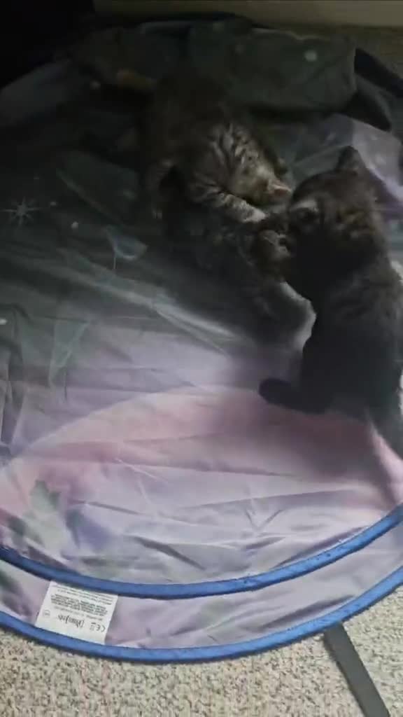 British Longhair cats for sale: British Longhair Tabby Kittens - Video 1